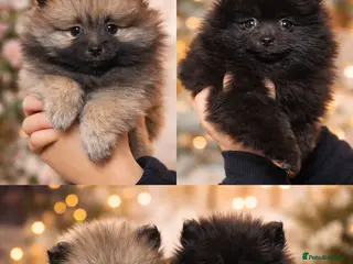 Pomeranian dogs Two Poms looking for forever home - Advert 6