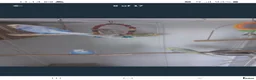 Budgerigars birds for sale: Beautiful budgies  in Aylesford - Advert 6