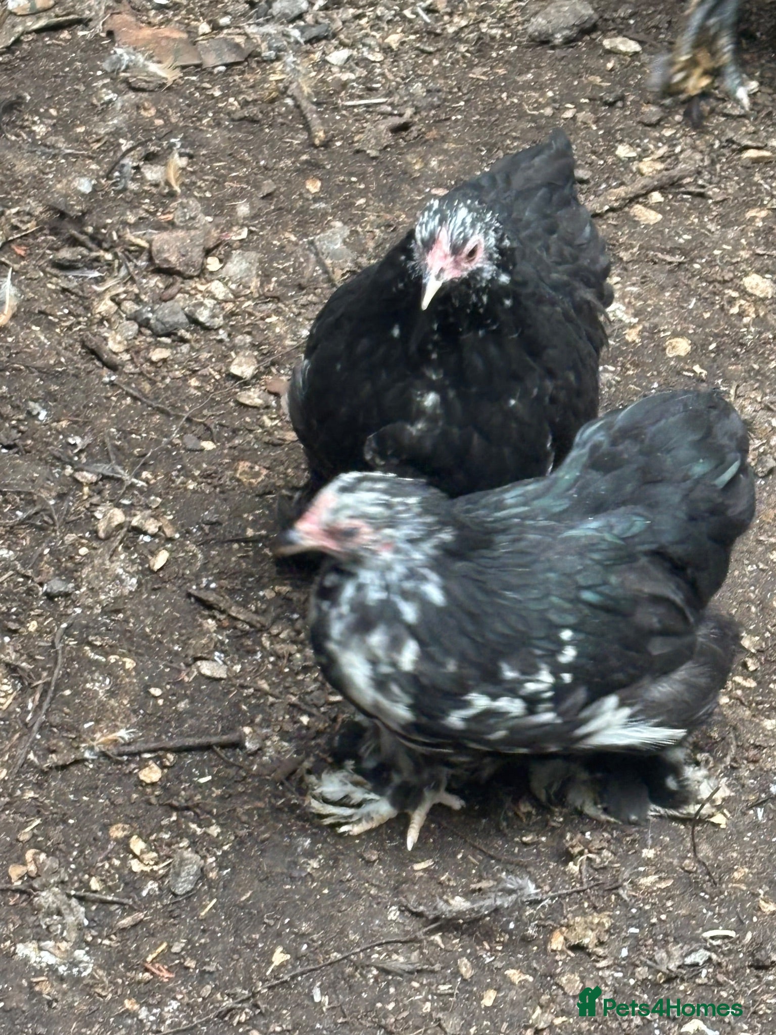Chickens poultry Black mottled pekin pol hens around 25weeks old - Advert 4