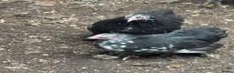 Chickens poultry for sale: Black mottled pekin pol hens around 25weeks old - Advert 1