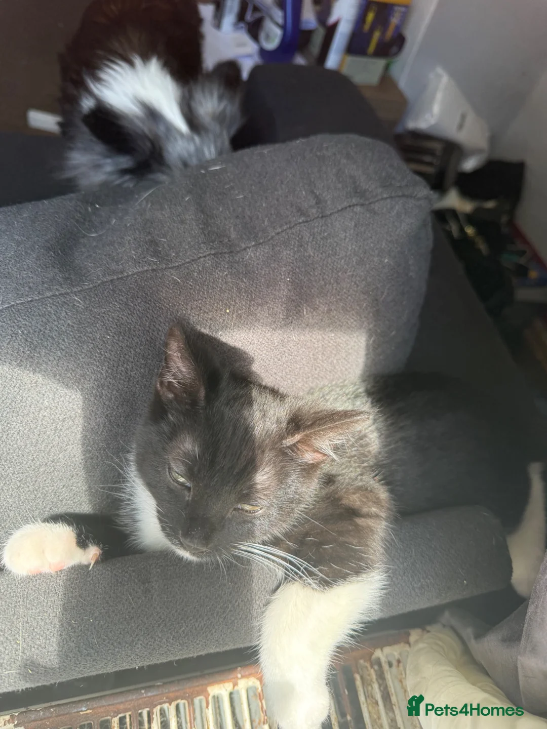 Mixed Breed cats for sale: 2 kittens  - Advert 2