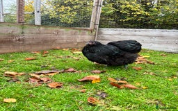 Chickens poultry for sale: Trio of Bantam Orpington’s  - Image 3