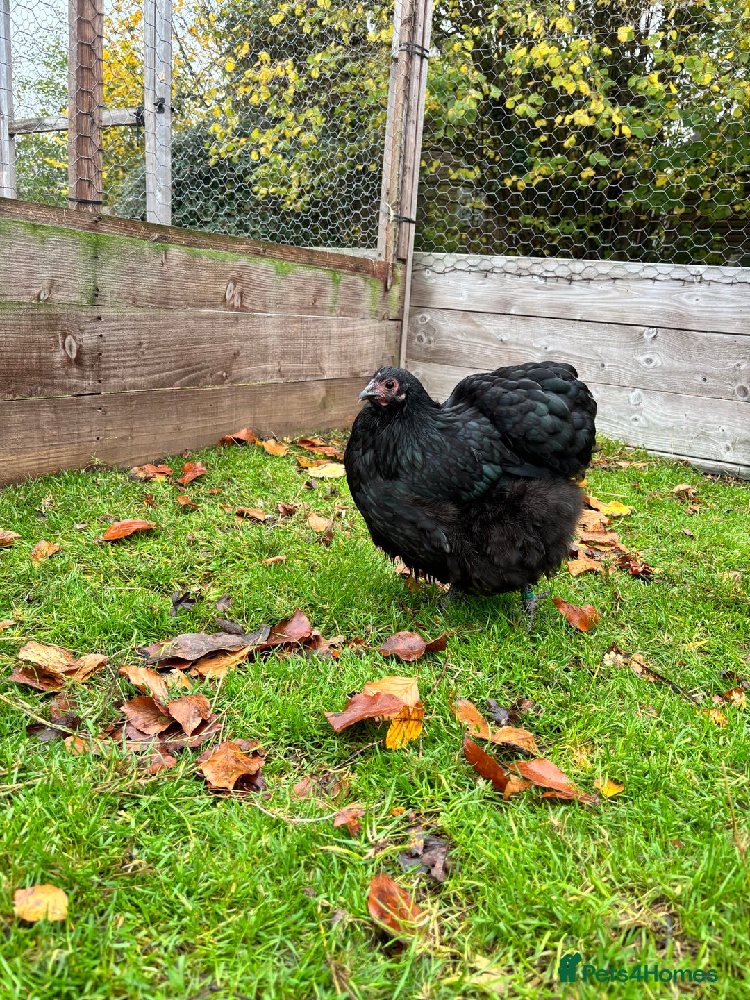 Chickens poultry for sale: Trio of Bantam Orpington’s  - Image 3