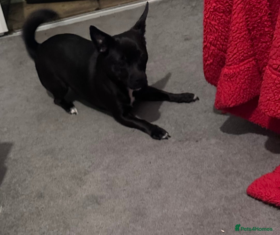 Mixed Breed dogs for sale: Chatterdale for rehousing  - Advert 2