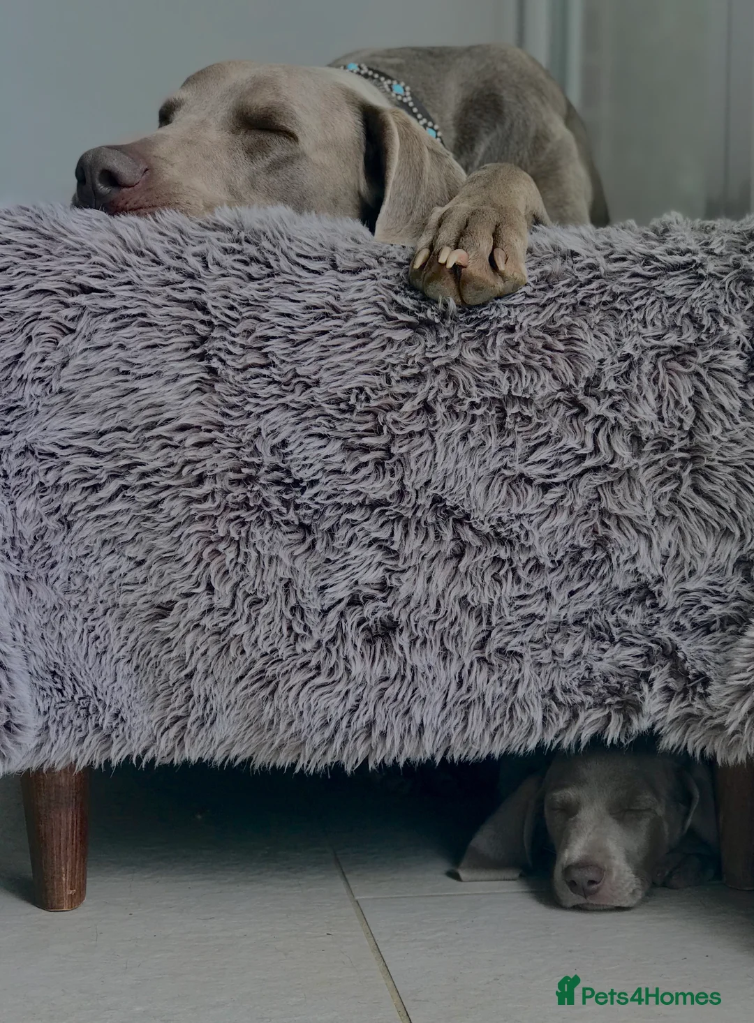 Weimaraner dogs for sale: HUNTER SPIRIT GUNDOGS - Advert 11