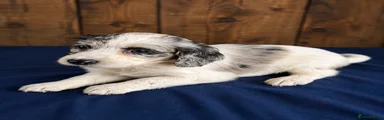 Cocker Spaniel 2