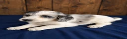 Cocker Spaniel dogs for sale: Gorgeous Merle cockers  - Advert 4