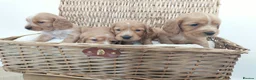 Cocker Spaniel dogs for sale: BEAUTIFUL COCKER SPANIEL PUPPIES - Advert 1