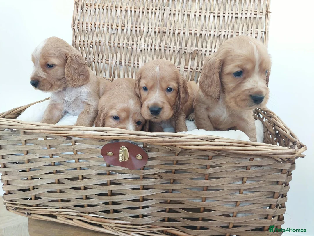 Cocker Spaniel dogs for sale: BEAUTIFUL COCKER SPANIEL PUPPIES - Advert 1