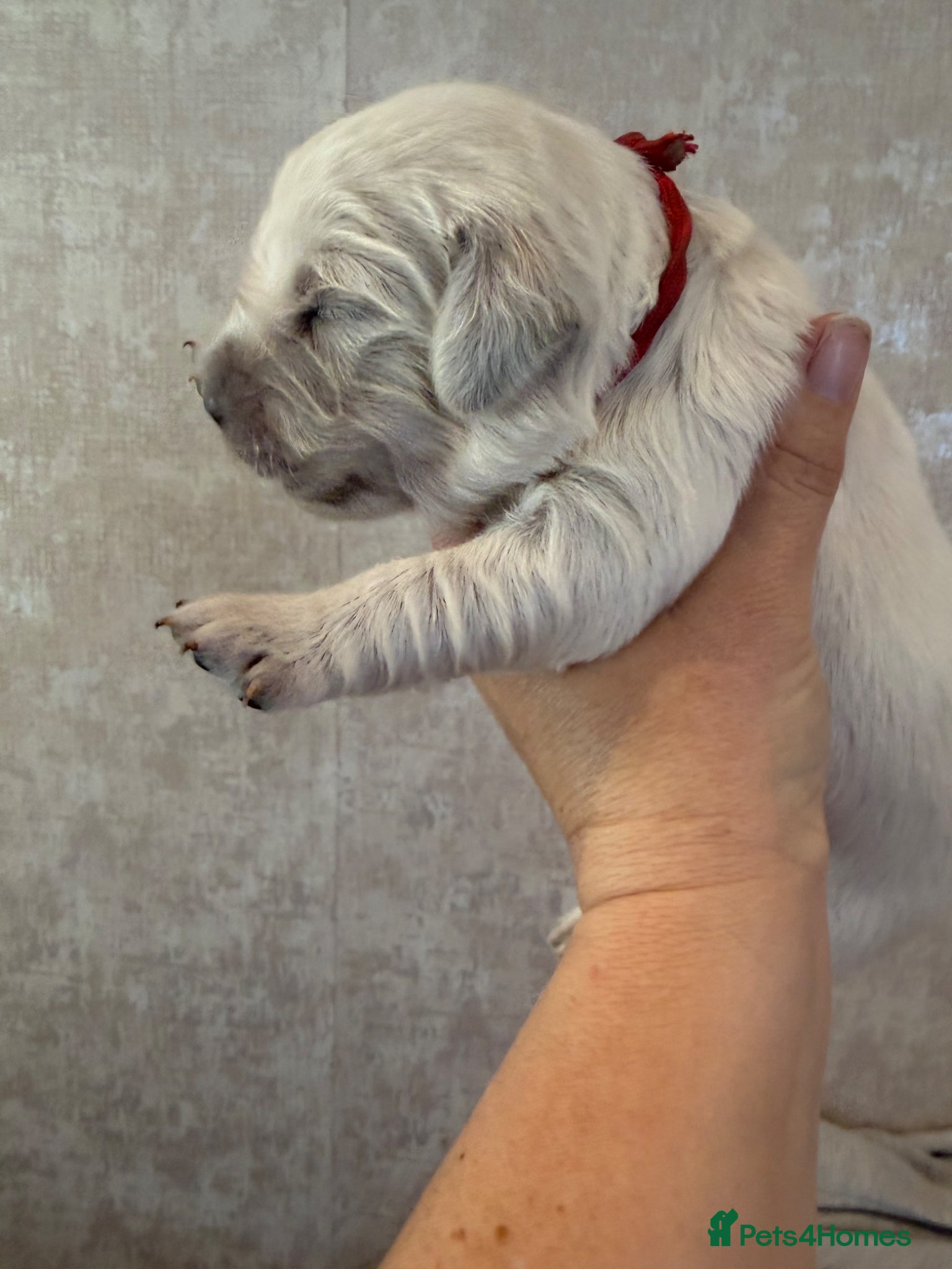 Golden Retriever dogs KC reg cream golden retriever pups - Advert 2