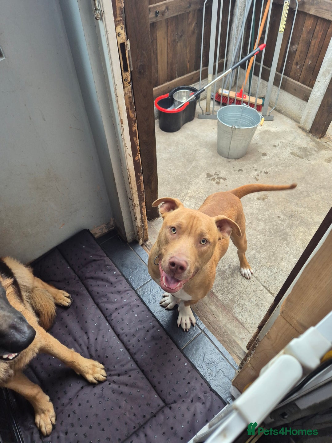 Staffordshire Bull Terrier dogs for sale: Male staff 8months old  - Image 1