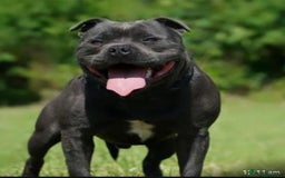 Staffordshire Bull Terrier dogs for sale: True Example Staffordshire bull Terrier Puppies KC - Image 7