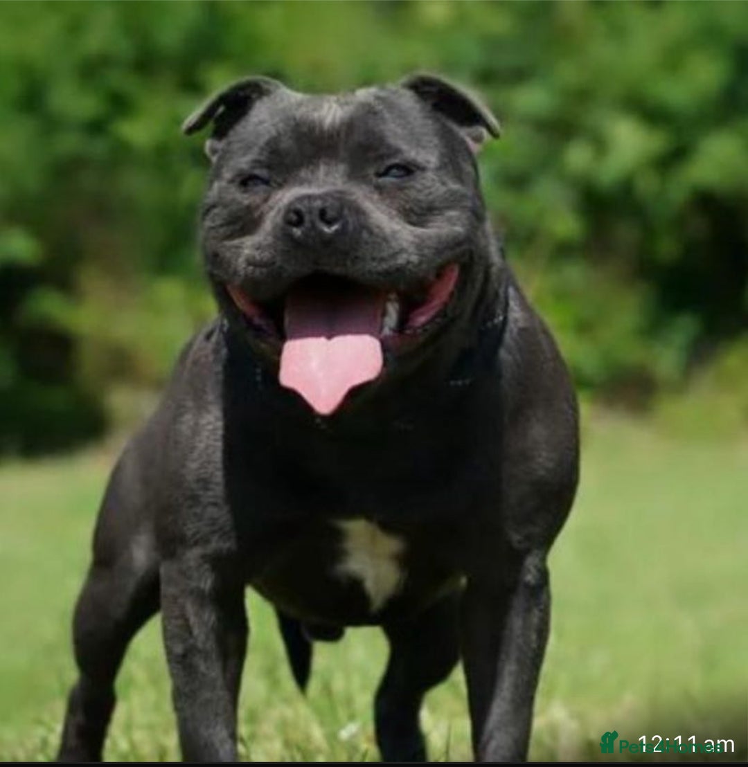 Staffordshire Bull Terrier dogs for sale: True Example Staffordshire bull Terrier Puppies KC - Image 7