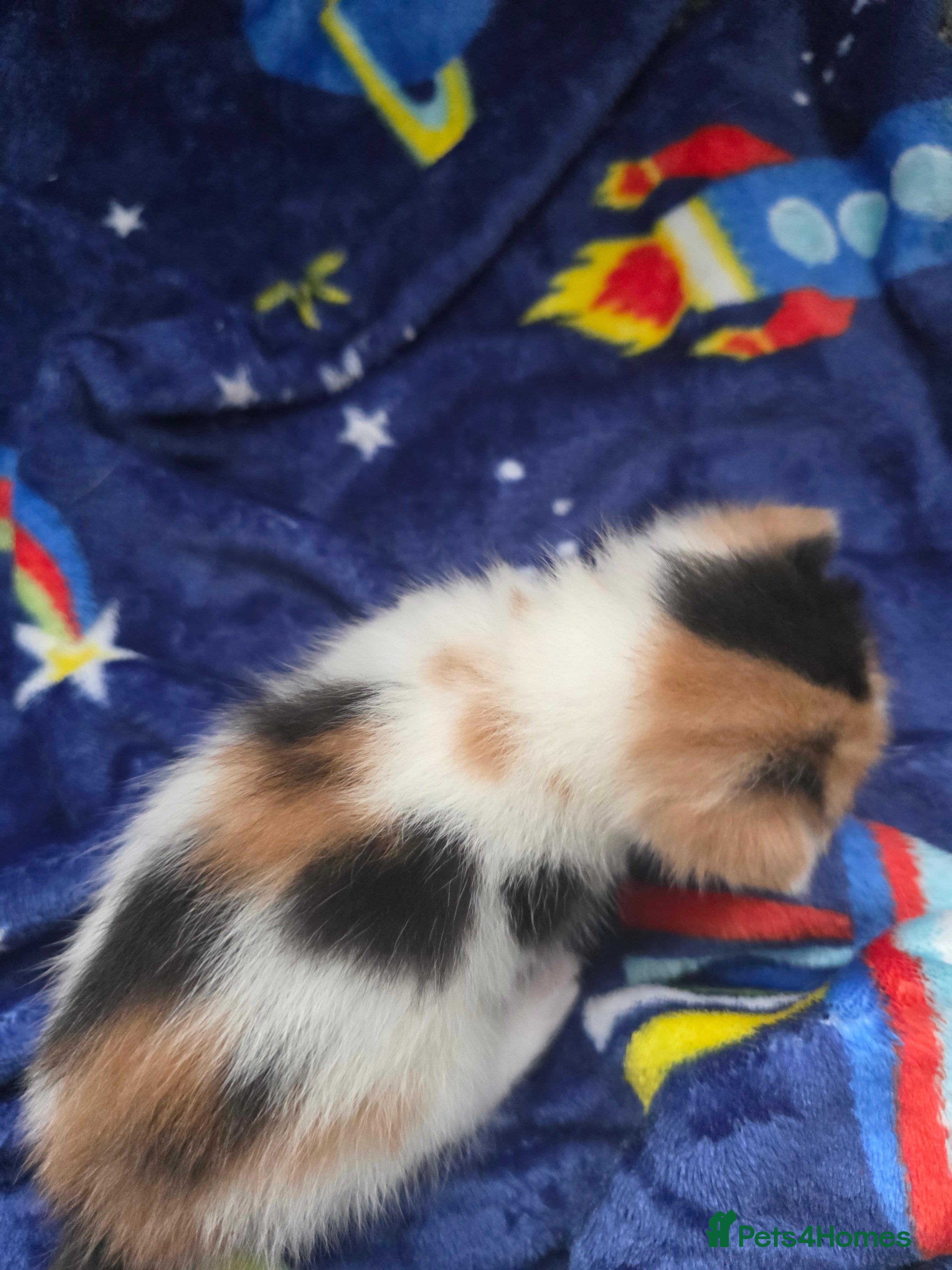 Mixed Breed cats for sale: Mixed bread kittens  - Advert 3