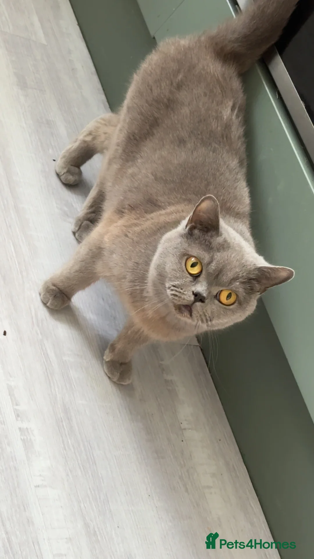 British Shorthair cats for sale: Beautiful British shorthair female - Advert 1