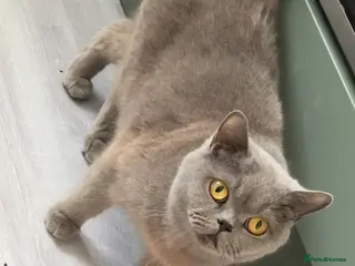 British Shorthair cats Beautiful British shorthair female - Advert 2
