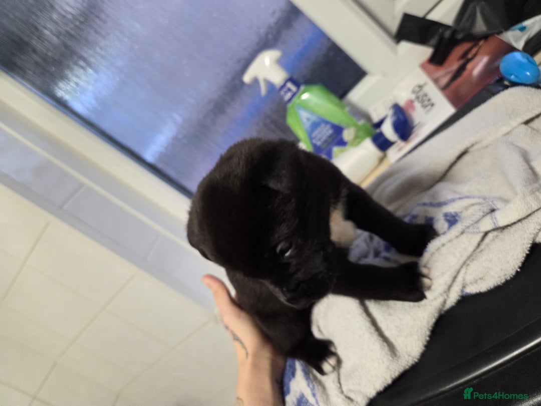 Mixed Breed dogs for sale: 3 girls left for rehoming  - Advert 6