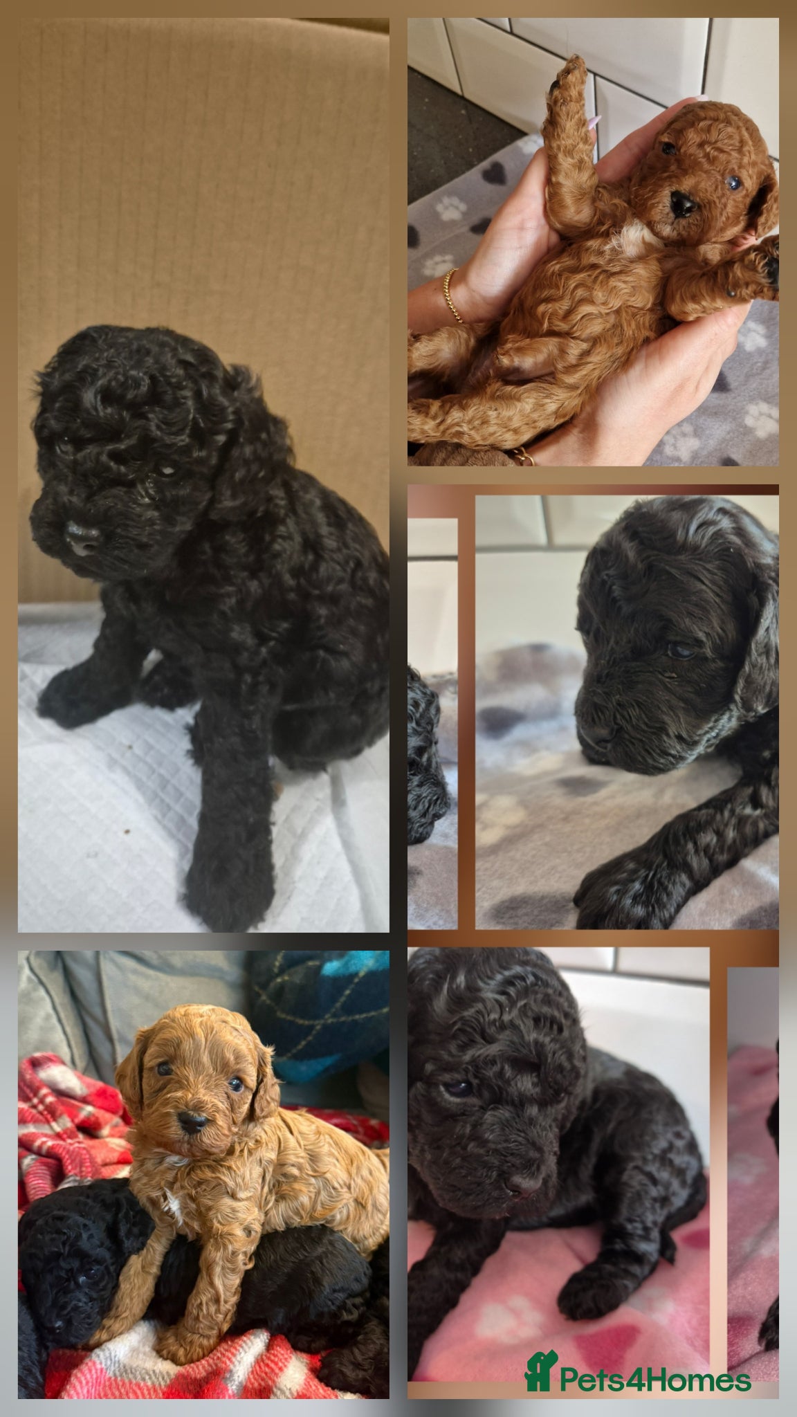Cavapoo dogs **Cavapoo puppies Ready soon!** **2girls 2 boys*** - Advert 5