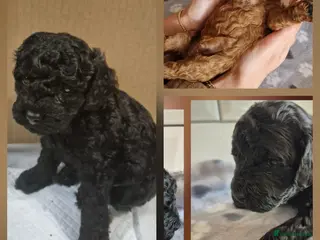 Cavapoo dogs **Cavapoo puppies Ready soon!** **2girls 2 boys*** - Advert 13