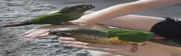 Parrots birds for sale: PARROTS/AMAZONS/PARAKEETS  - Advert 3