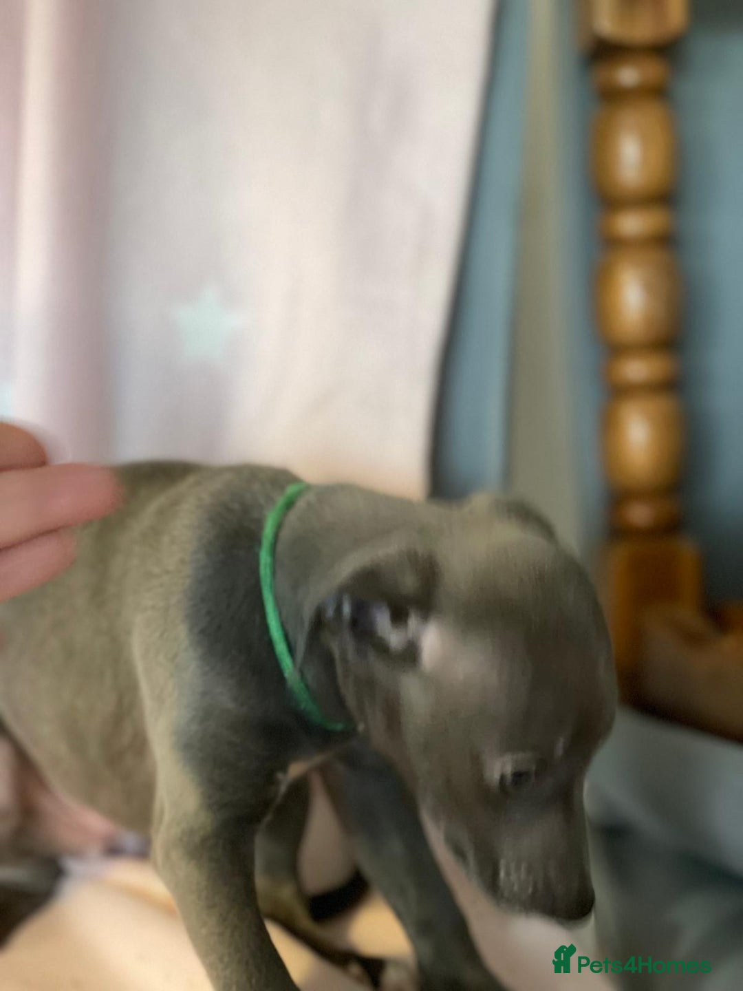 Whippet dogs for sale: Blue whippet puppies for sale - Image 8