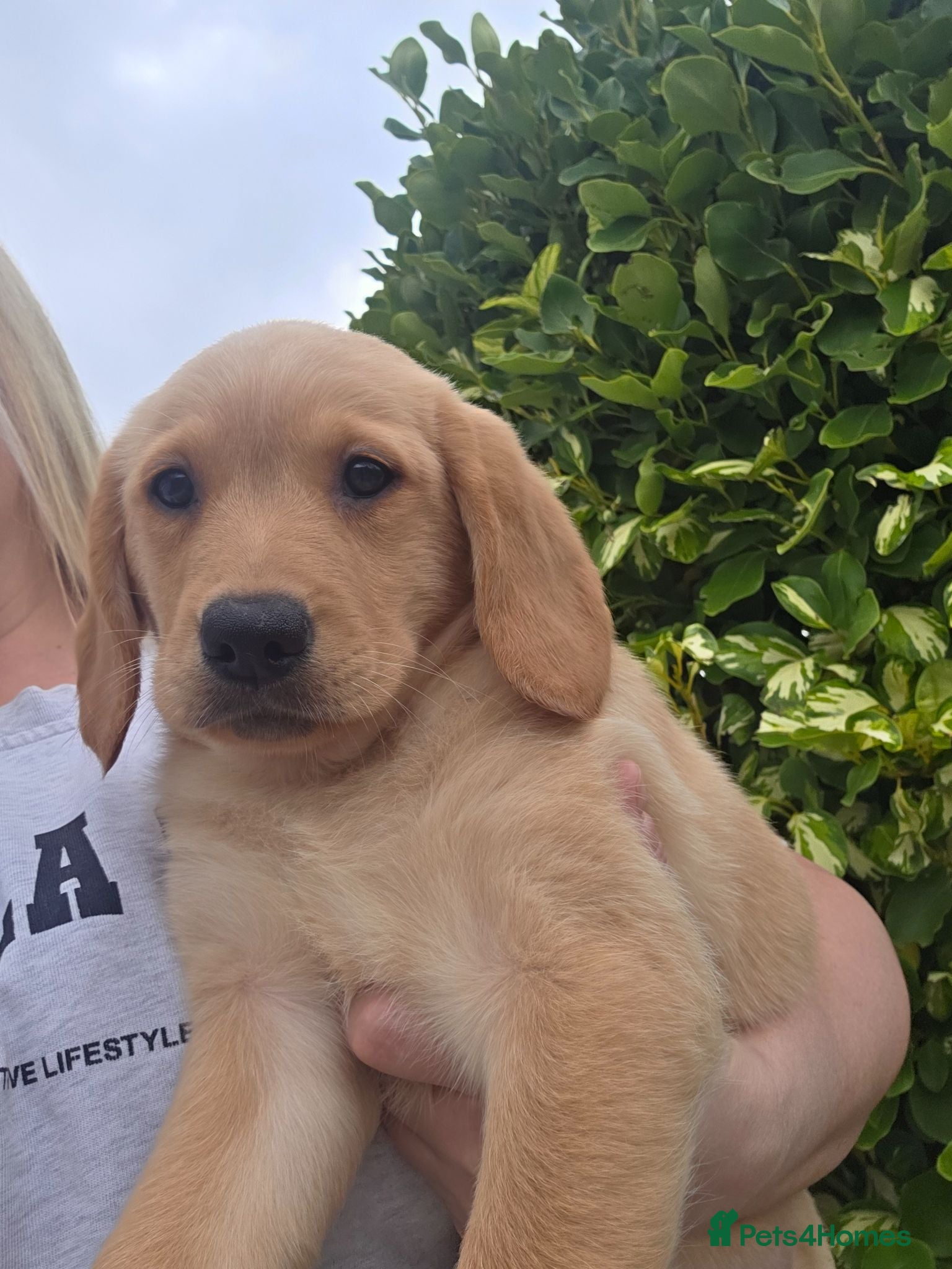 Goldador dogs Ready Now Gorgeous Goldador Puppies - Advert 1