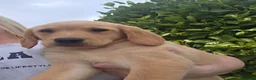 Goldador dogs for sale: Gorgeous Labrador X Golden Retriever Puppies - Advert 4
