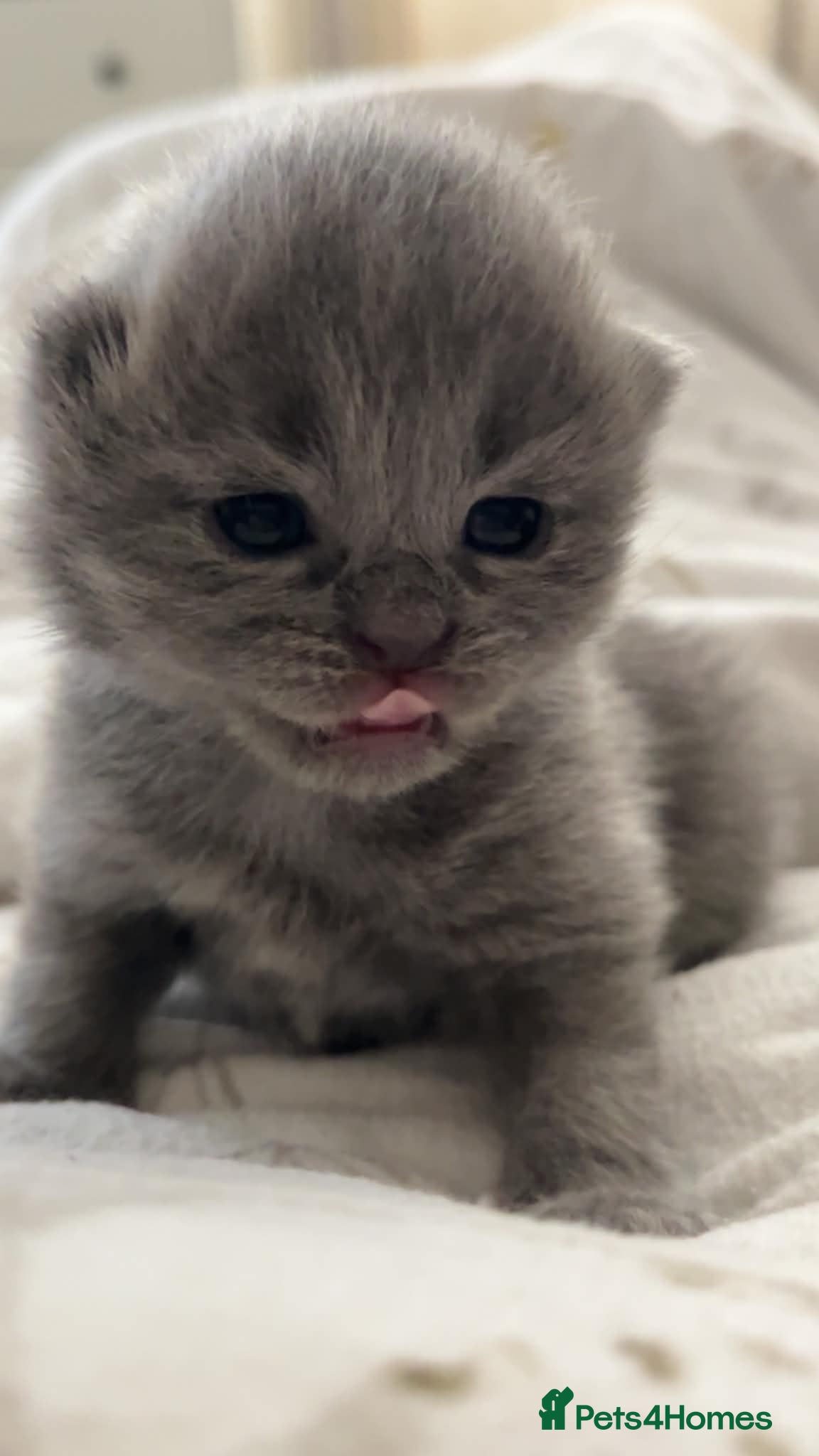 British Shorthair cats Feel free British blue kittens - Advert 1