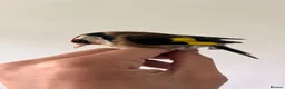 Finches birds for sale: Selling Goldfinches males and females  - Advert 5