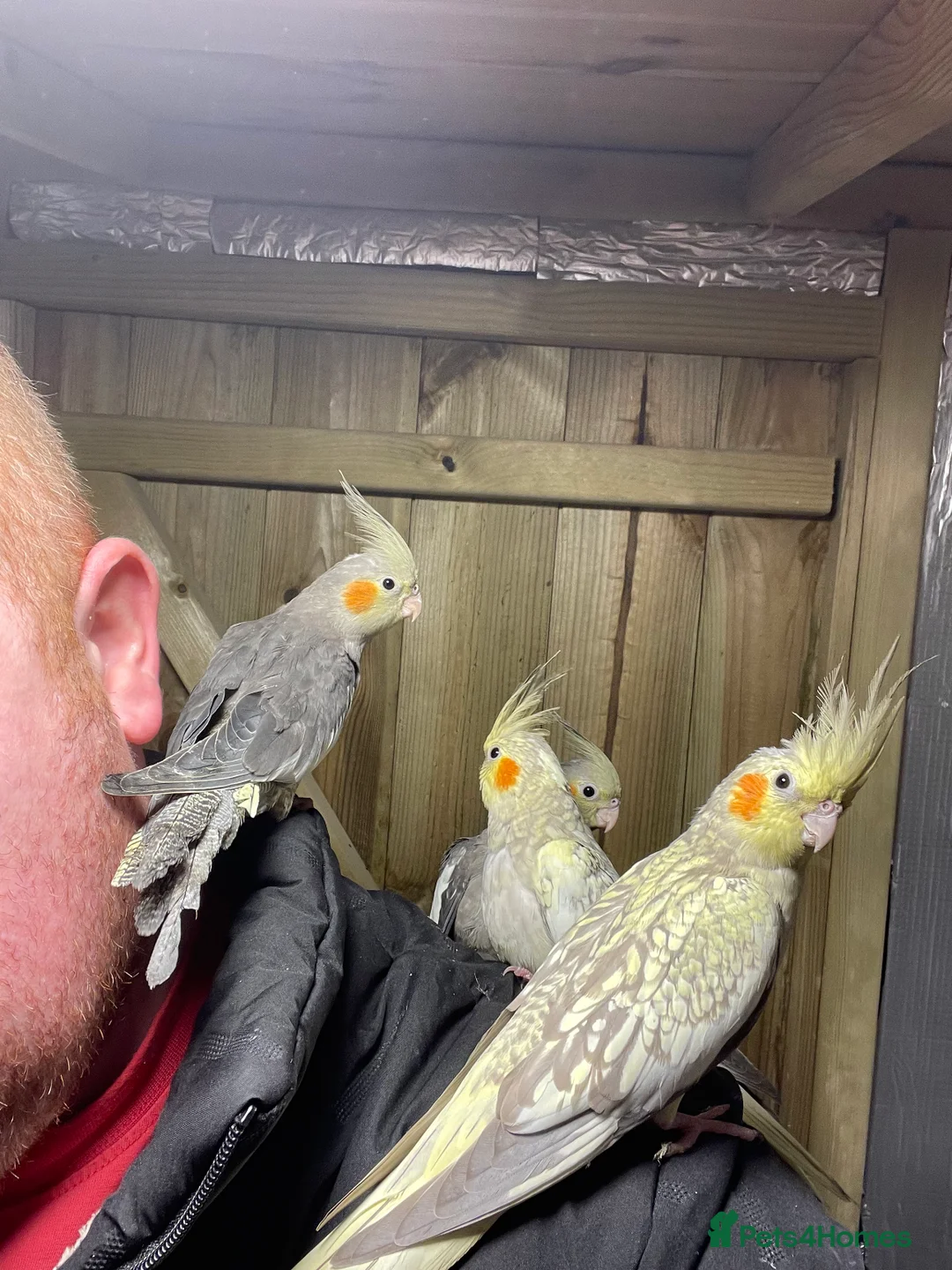 Cockatiels birds for sale: Hand tamed Cockatiels  - Advert 2