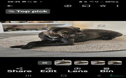 Cane Corso dogs for sale: Cane corsos  in Whitehaven - Image 15