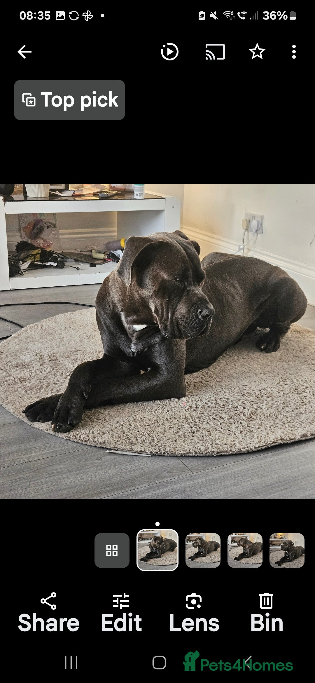 Cane Corso dogs for sale: Cane corsos  in Whitehaven - Image 15