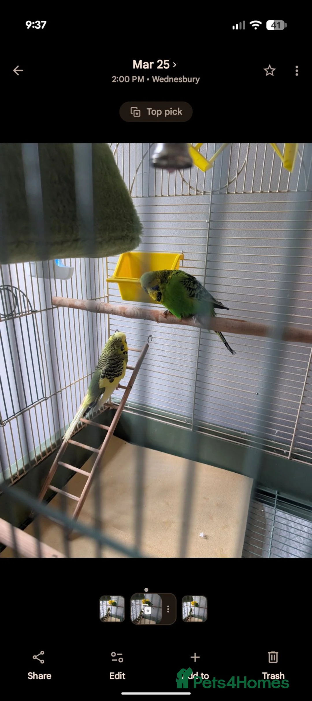 Budgerigars birds for sale: 2 lovely male budgies for sale with cage  in Wednesbury - Advert 2