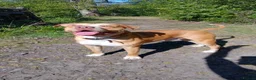 American Bulldog dogs for sale:  Chico (2.5-Year-Old American Bulldog) in Chatham - Advert 3