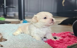 Shih Tzu dogs for sale: Beautiful Shih Tzu Puppies  - Image 14