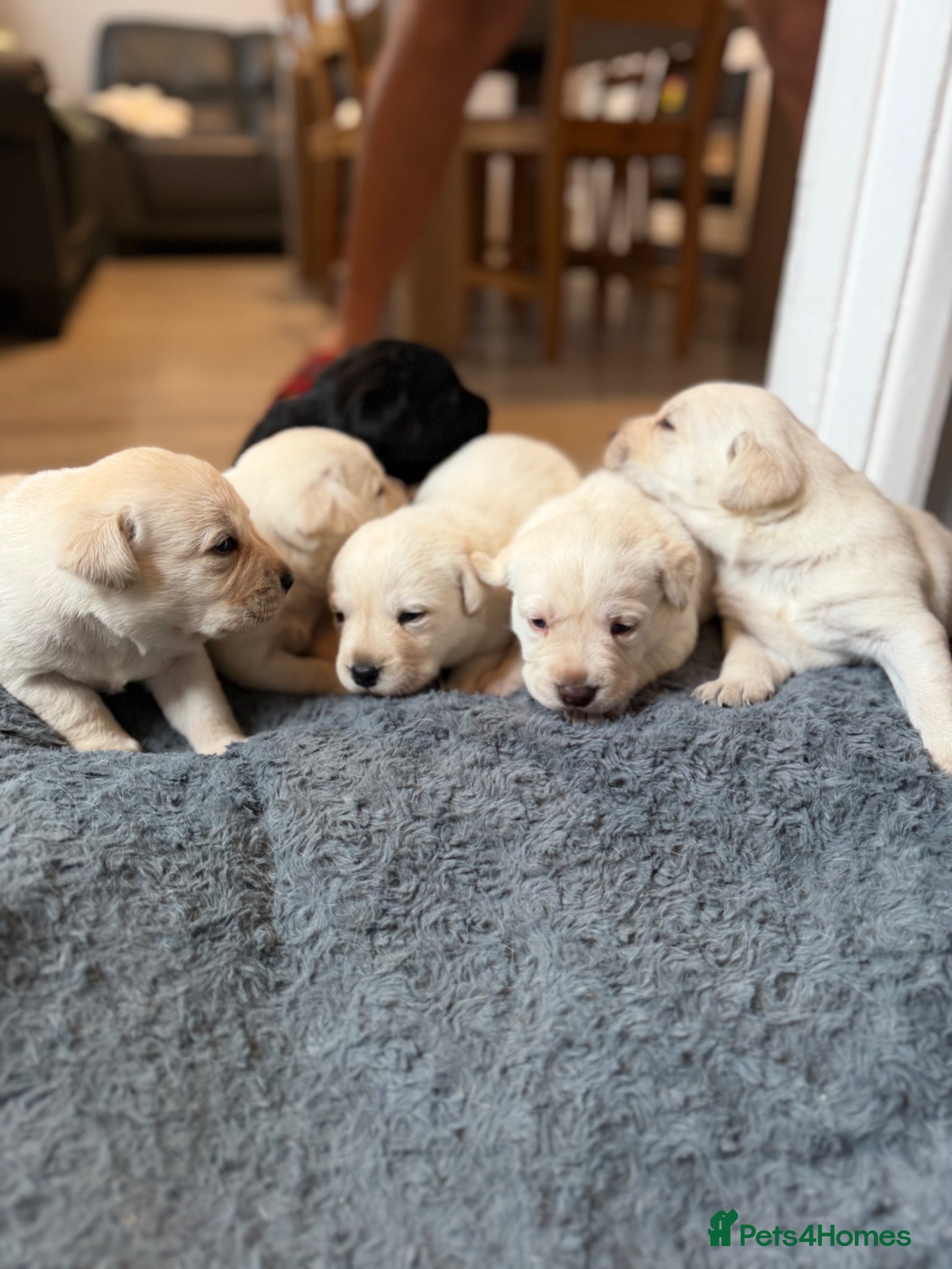 Labrador Retriever dogs ADORABLE LABRADOR PUPPIES FOR SALE 🐾 - Advert 12