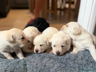Labrador Retriever dogs ADORABLE LABRADOR PUPPIES FOR SALE 🐾 - Advert 1
