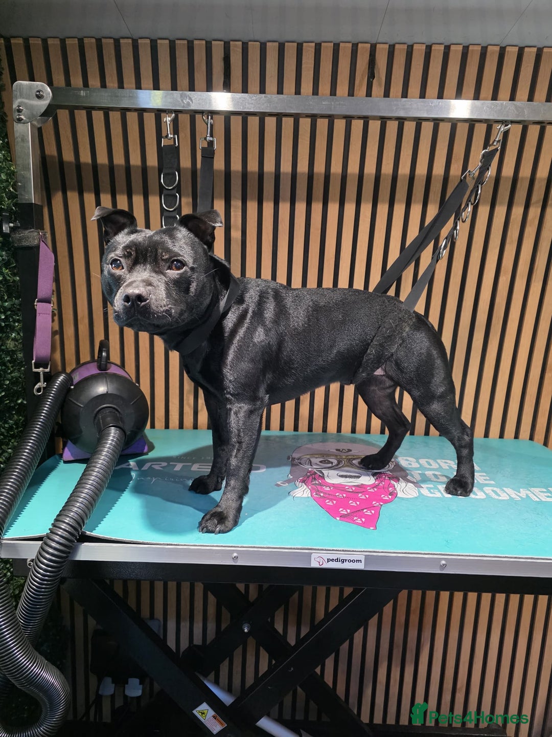 Staffordshire Bull Terrier dogs for sale: Kc registered Staffordshire bullterrier  - Advert 2