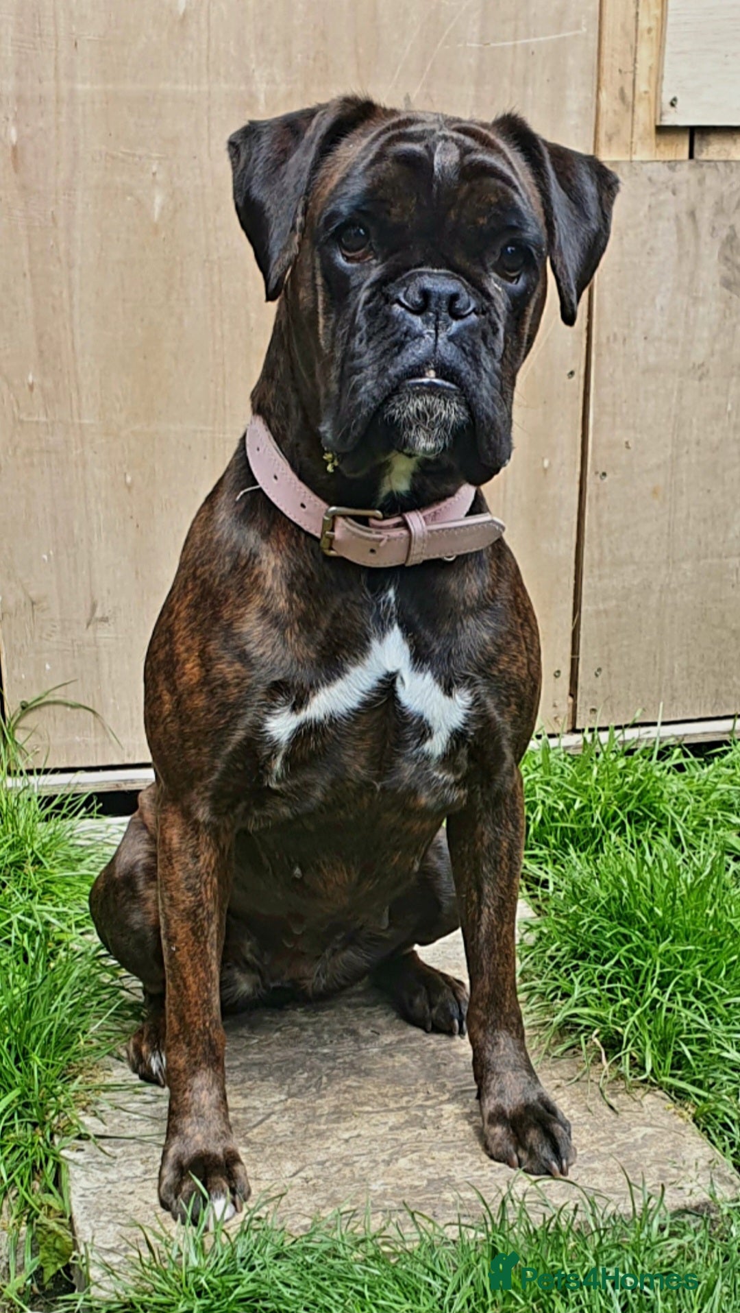 Boxer dogs for sale: Boxer Girl looking for new home - Advert 9