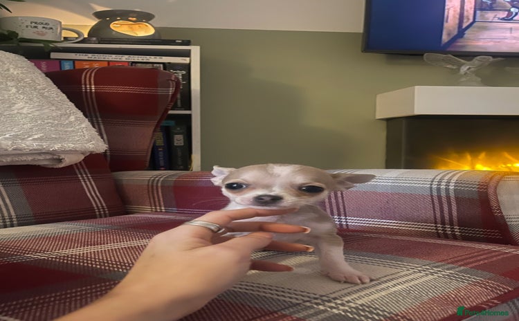Chihuahua dogs - Advert 16