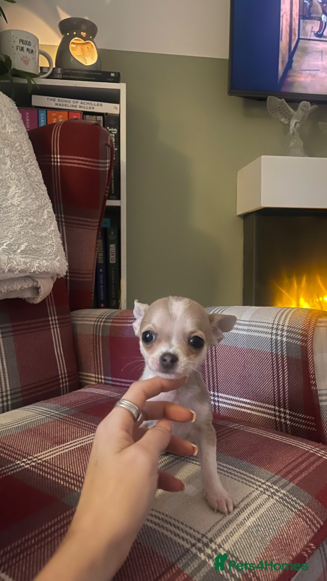 Teacup Chihuahua Puppies For Sale Apple Head Chihuahua Craigslist