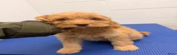 Cockapoo dogs for sale: Stunning F1 Cockerpoos🧸 - Advert 3