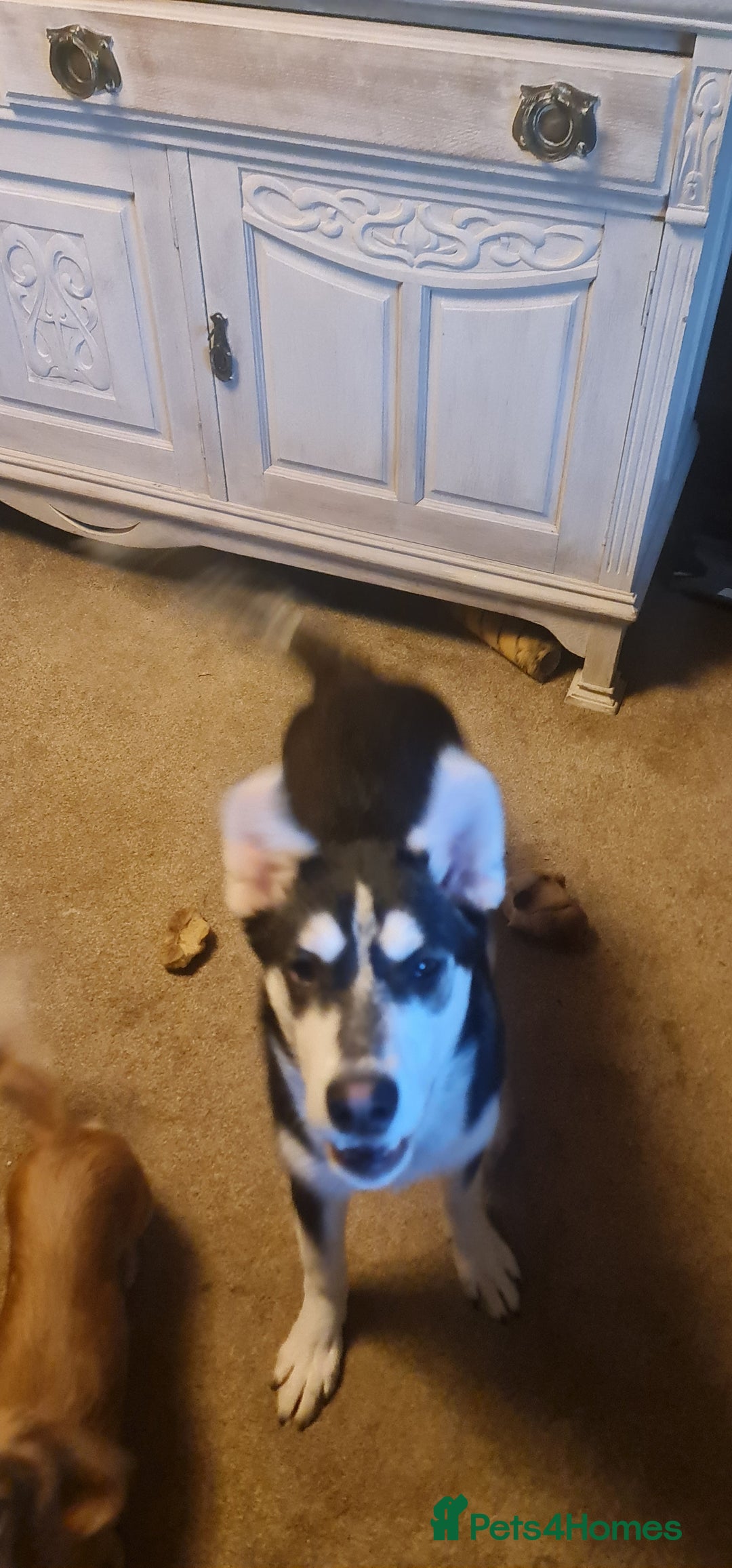 Siberian Husky dogs for sale: Siberian Husky female - Advert 3