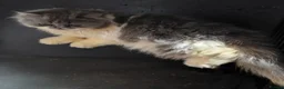 Persian cats for sale: Gorgeous persian kittens for sale  - Advert 7