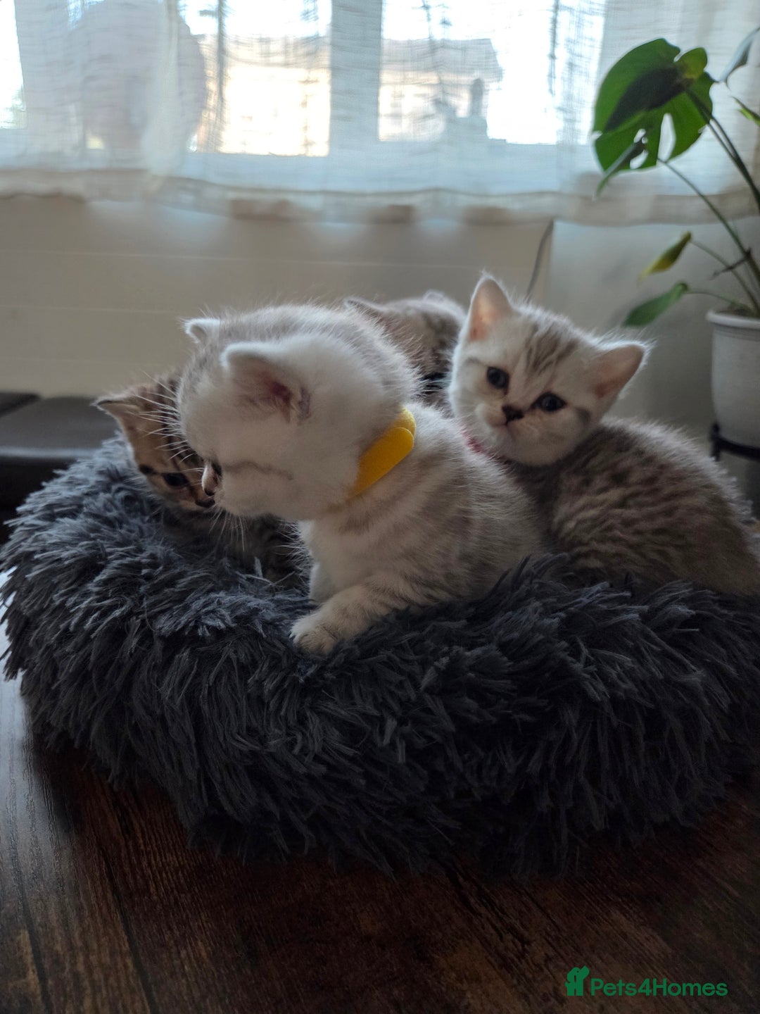 British Shorthair cats for sale: Adorable 4 pure breed kittens for sale - Advert 7