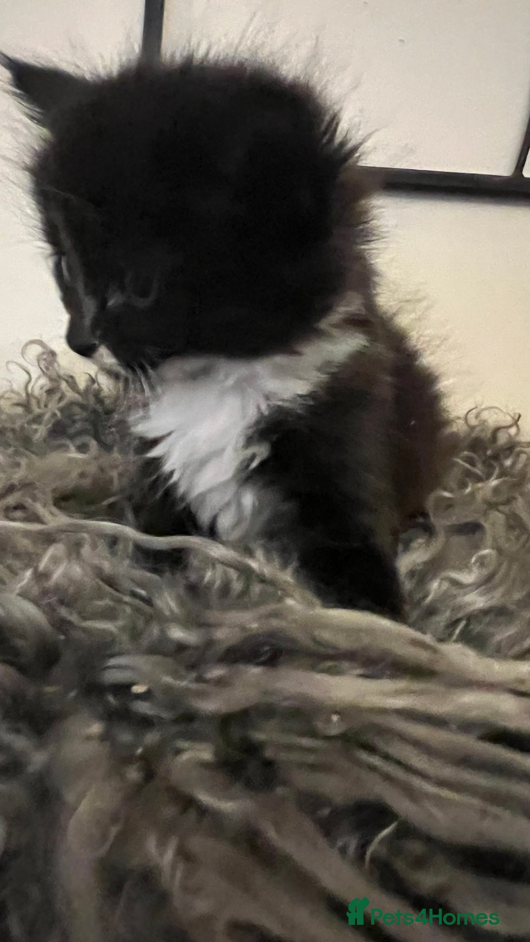 Mixed Breed cats for sale: Fluffy black and white kittens  - Advert 14