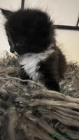Mixed Breed cats Fluffy black and white kittens - Advert 7