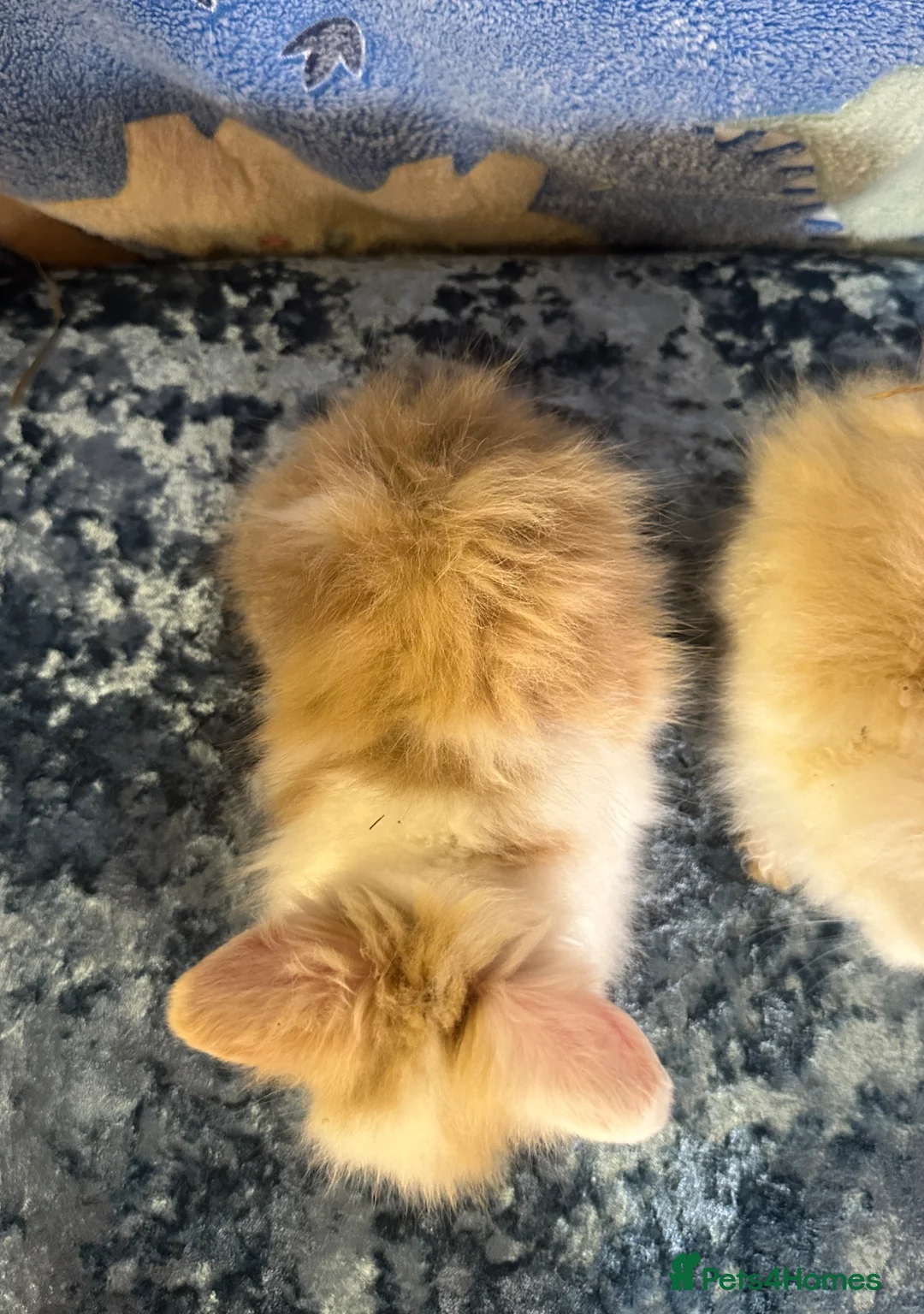 Lionhead rabbits for sale: Adorable double mane lionhead baby bunnies  - Advert 25