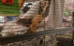 Rat rodents for sale: 3xfemale rats  - Image 4