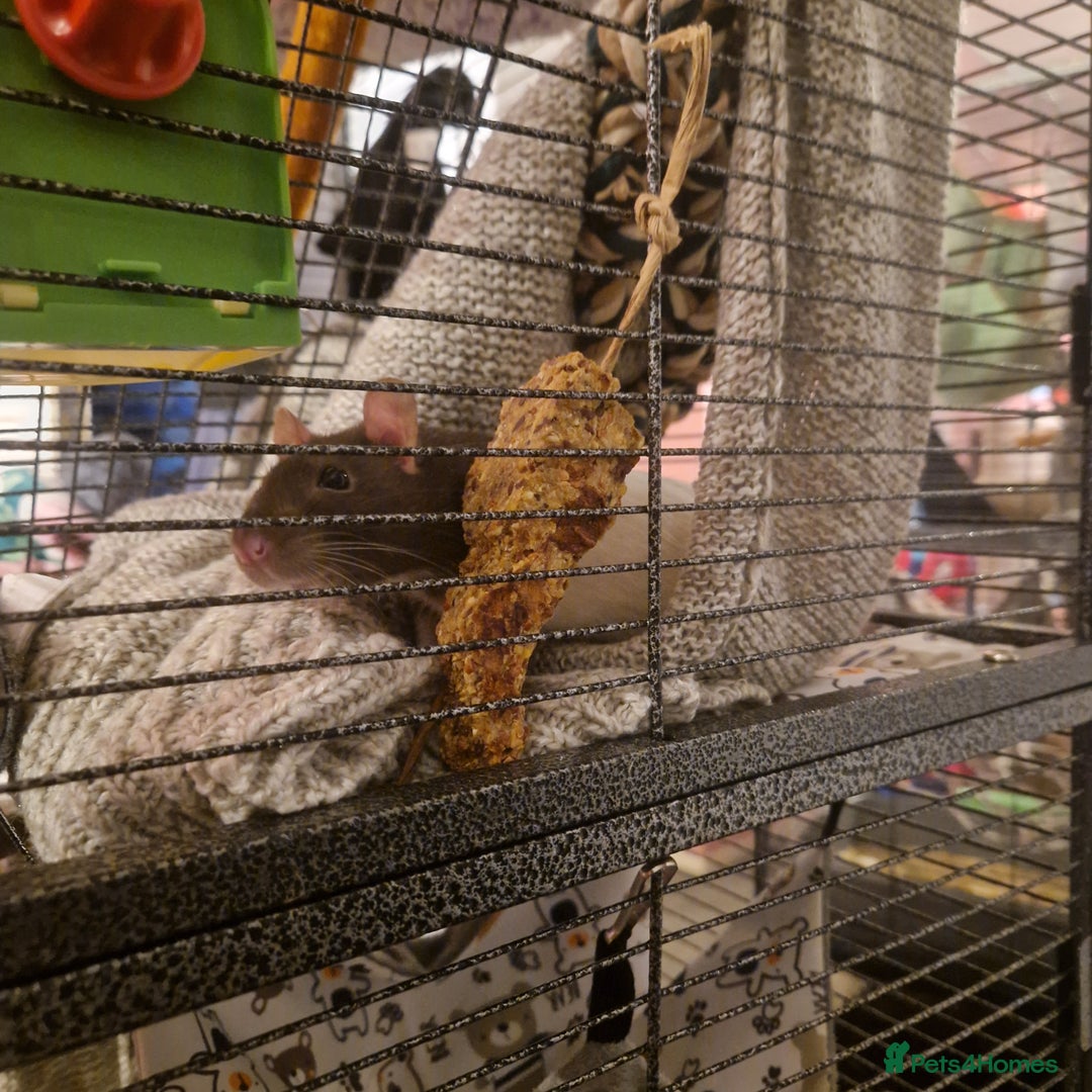 Rat rodents for sale: 3xfemale rats  - Image 4